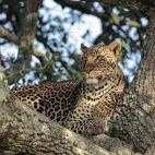 A leopard in Kenya.