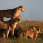 A pride of lions in Kenya.