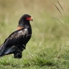 Bateleur eagle in Masai Mara, Kenya
