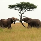 Two elephants in Kenya.