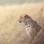 Leopard in Masai Mara, Kenya
