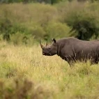 A rhino in Kenya.
