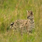 A serval amongst the grass, in Kenya.