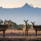Waterbuck in Kenya