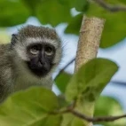 A vervet monkey, one of the primates you can observe during your time in Kenya.