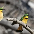 Two bee-eaters in Gorongosa National Park, Mozambique.