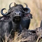 A herd of buffalo in Gorongosa National Park, Mozambique.