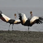 Cranes in Gorongosa National Park, Mozambique.
