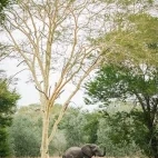 An elephant in Gorongosa National Park, Mozambique.