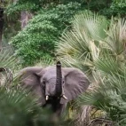 An elephant in Gorongosa National Park, Mozambique.