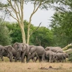 Herd of elephants in Gorongosa National Park, Mozambique.