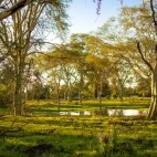 View of a forest in Gorongosa National Park, Mozambique.