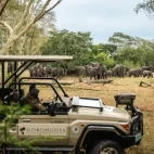 Guests on a game drive observing elephants, in Gorongosa National Park, Mozambique.