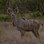 Kudu in Gorongosa National Park, Mozambique.