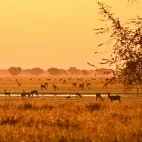 A sunrise view in Gorongosa National Park, Mozambique.