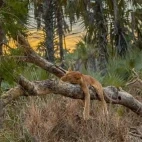 Lion in Gorongosa National Park, Mozambique.