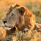 Male lion in Gorongosa National Park, Mozambique.