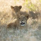 Lion in Gorongosa National Park, Mozambique.