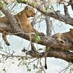 Lions in a tree, in Gorongosa National Park, Mozambique.