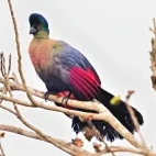 Turaco in a tree, in Gorongosa National Park, Mozambique.