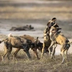 Wild dogs in Gorongosa National Park, Mozambique.