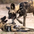 Wild dogs in Gorongosa National Park, Mozambique.