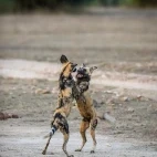 Wild dogs play fighting in Gorongosa National Park, Mozambique.