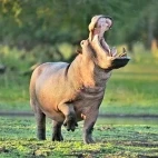 Hippo in Gorongosa National Park, Mozambique.