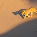Desert lion in Namibia