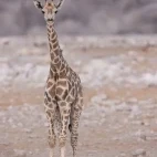 Baby giraffe in Namibia.