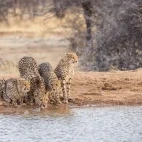 Cheetah in Namibia.