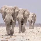 Elephant in Namibia.