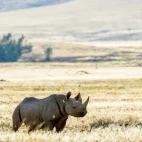 Black rhino in Kaokoland.