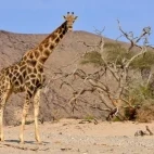 Desert-adapted giraffe in Kaokoland, Namibia.
