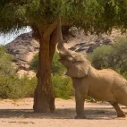 Desert-adapted elephant reaching for the branches of a tree, in Koakoland, Namibia.