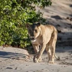 Desert-adapted lioness.