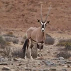 Oryx in the arid landscape of Kaokoland, Namibia.