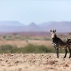 Hartmann's zebra in Kaokoland, Namibia.