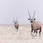 Oryx in Namibia.