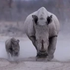 White rhino in Namibia.