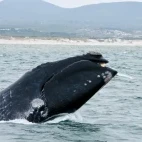 Southern right whale in South Africa