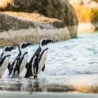 African penguin in South Africa