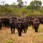 Cape buffalo in South Africa