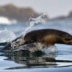 A Cape fur seal in South Africa