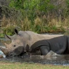 White rhino in South Africa