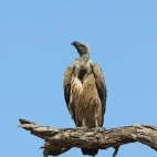 White-backed vulture perched on a branch, in South Africa