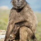 A baboon in South Africa
