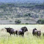 Blue wildebeest in South Africa