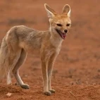 Cape fox