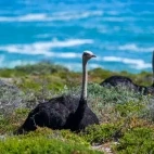 Ostrich in the Cape of Good Hope, South Africa